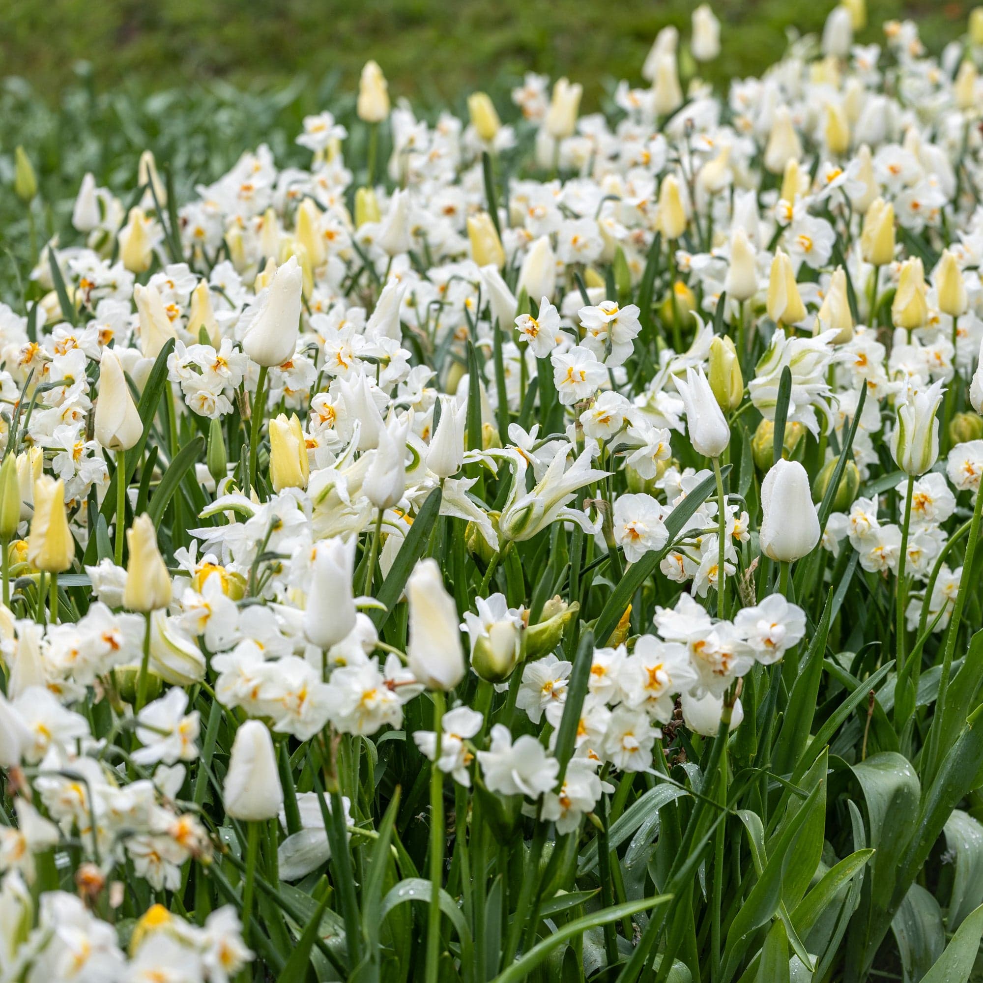 Ivory' - lökblandning
